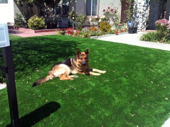 Artificial Grass Photos: Artificial Lawn Mulhall, Oklahoma Dog Parks, Front Yard Landscaping Ideas