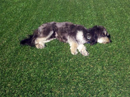 Artificial Grass Photos: Faux Grass Greenfield, Oklahoma Hotel For Dogs, Grass for Dogs