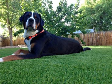 Artificial Grass Photos: Synthetic Grass Cost Hobart, Oklahoma Garden Ideas,  Dog Kennels